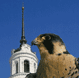 SFalcon